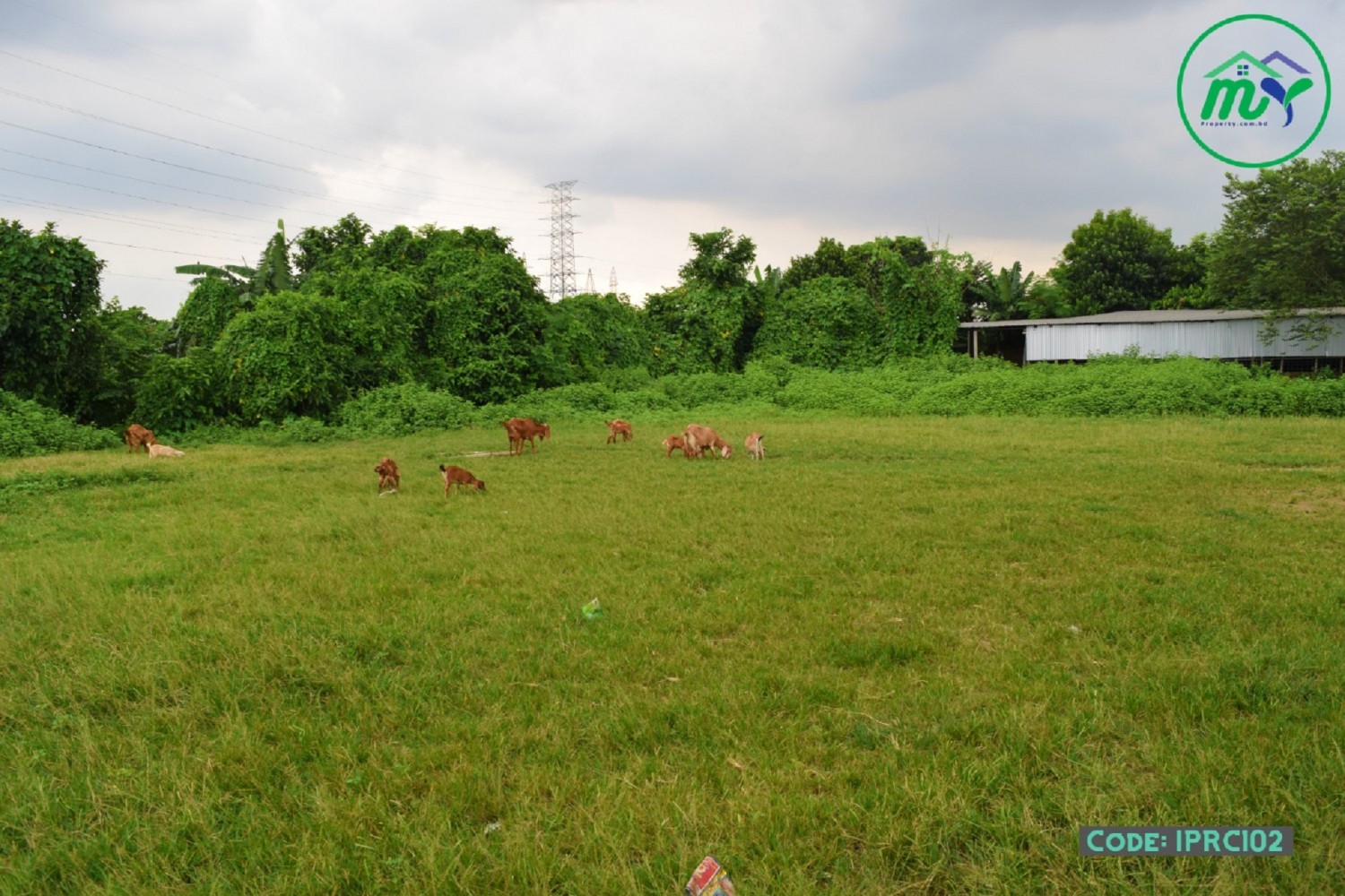 কেরানীগঞ্জ এ ১৬ ফিট রাস্তার সাথে ৮০ কাঠার রেডি প্লট, যেকোনো শিল্প-কারখানা করার জন্য এক পাশে নদী এক পাশে মেইন রোড - 80 katha land in Keraniganj with 16 feet Road