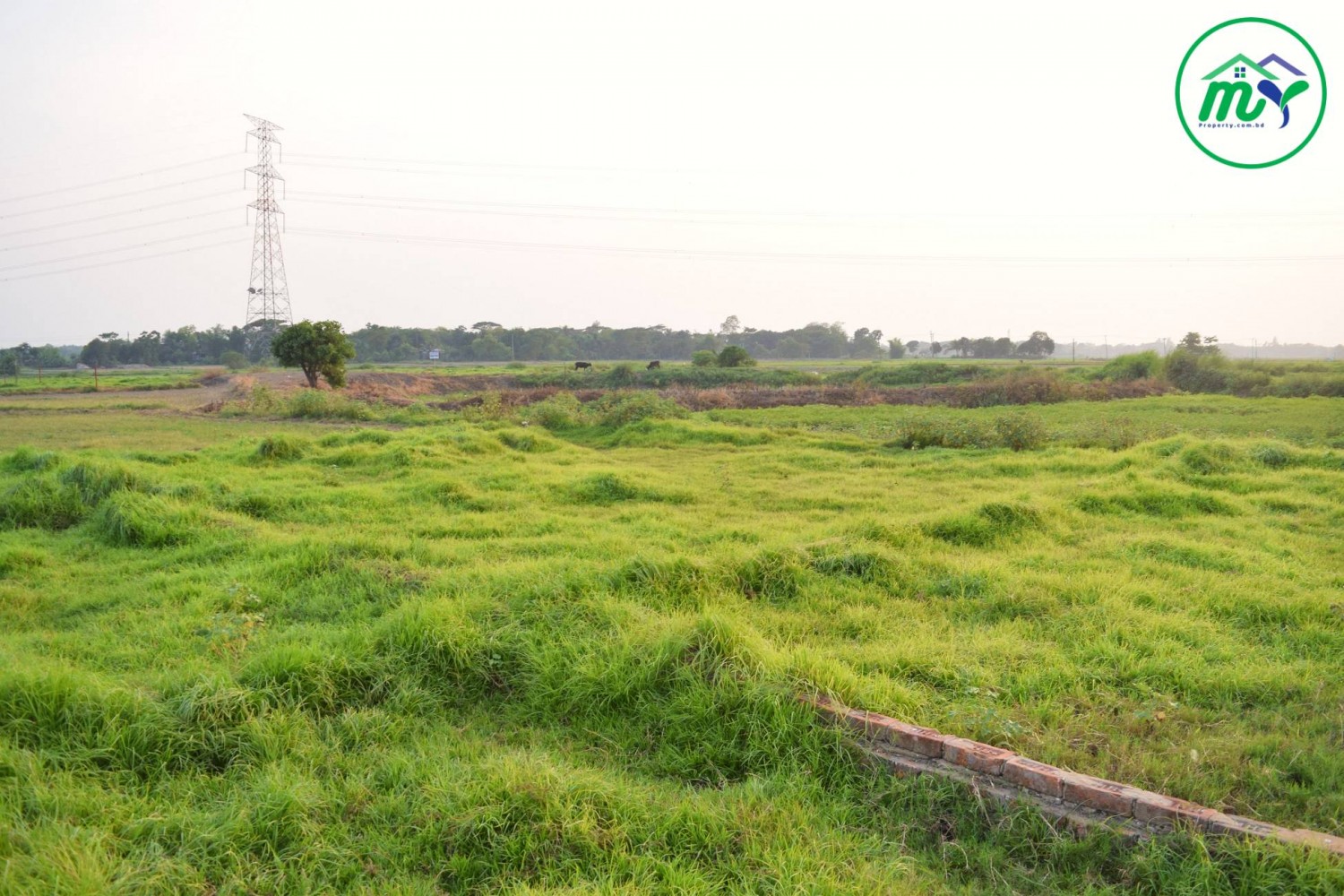 কেরানীগঞ্জ এ মাত্র ৩ লক্ষ টাকা শতাংশ নির্ভেজাল জমি - 3 lakh taka Per Decimal Plot In Keraniganj