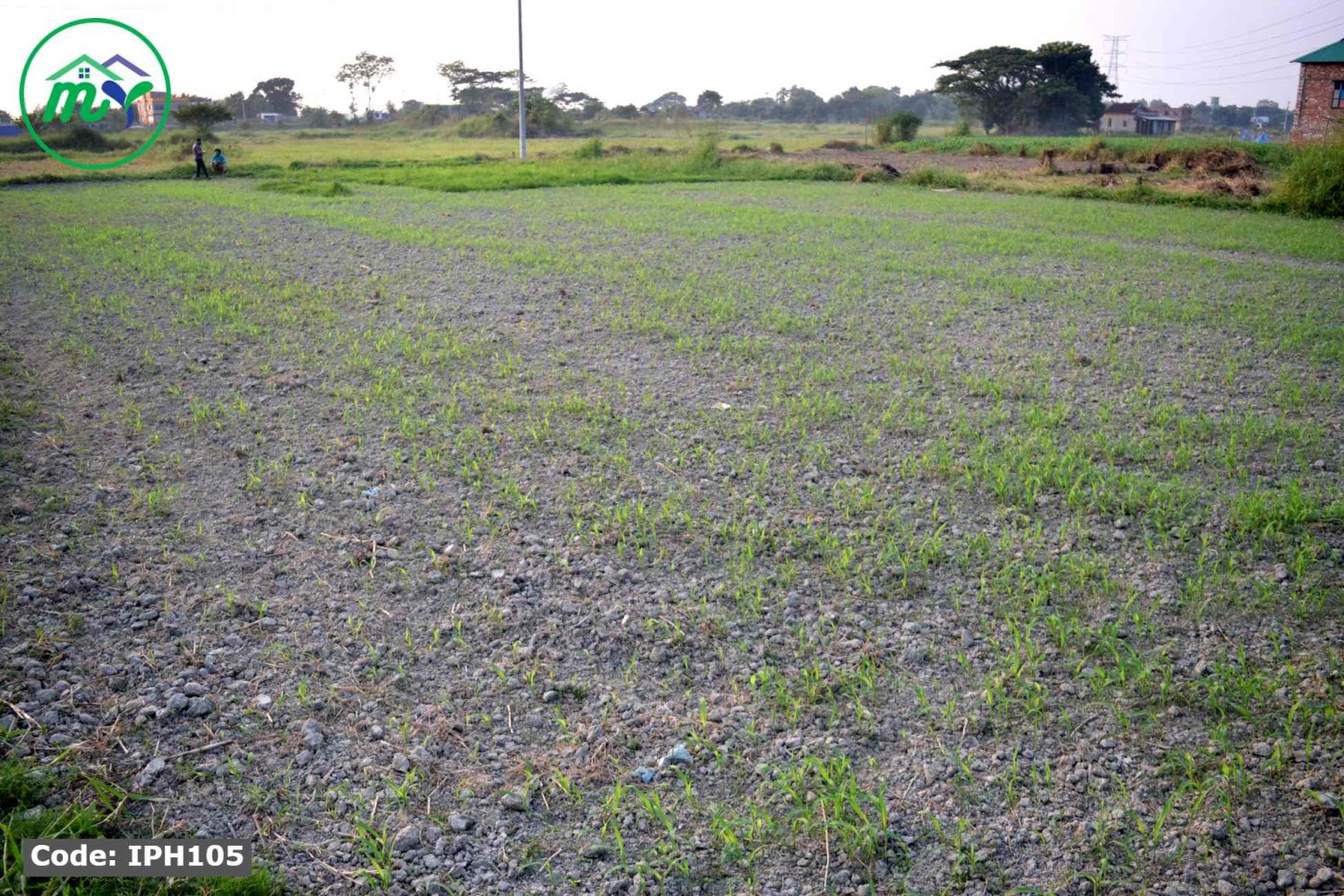 কেরানীগঞ্জ এর হিজলা গ্রামে সবচেয়ে কম মূল্যে প্লট । Plot at the lowest price at hizla Keraniganj